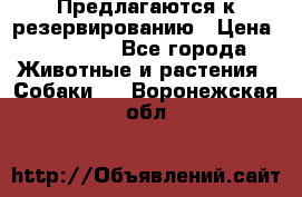 Предлагаются к резервированию › Цена ­ 16 000 - Все города Животные и растения » Собаки   . Воронежская обл.